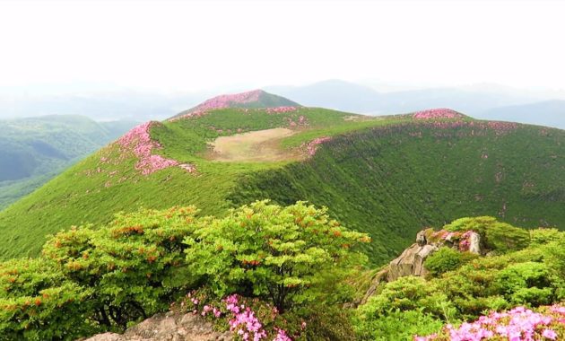 【貴重な頂上の映像】絶景の山開き 感動！くじゅう連山平治岳と北大船山のミヤマキリシマ 坊ガツルキャンプ場 法華院温泉山荘 中岳 久住山 大船山山頂 から