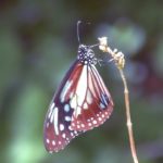 【貴重映像】滅多に見られない貴重な蝶 アサギマダラを高解像度4K撮影