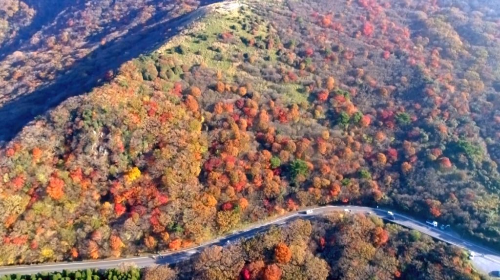 デートや家族旅行で賑わう くじゅうの紅葉に包まれる登山道やドライブルート